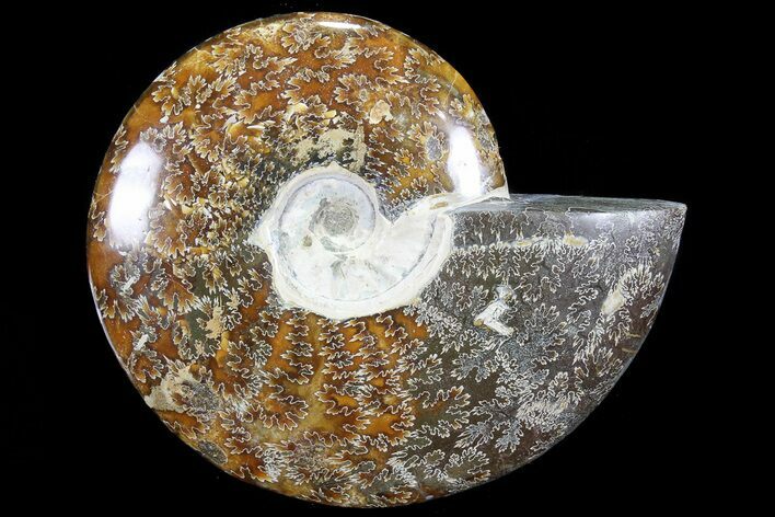 Polished, Agatized Ammonite (Cleoniceras) - Madagascar #72871